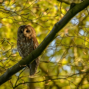 Redwell   10 0502017 (72 Of 240).jpg